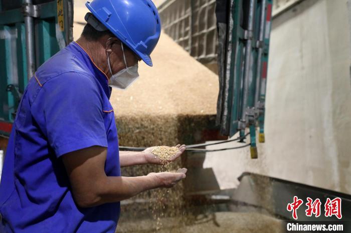 河北隆尧:百家食企 “开仓”收粮